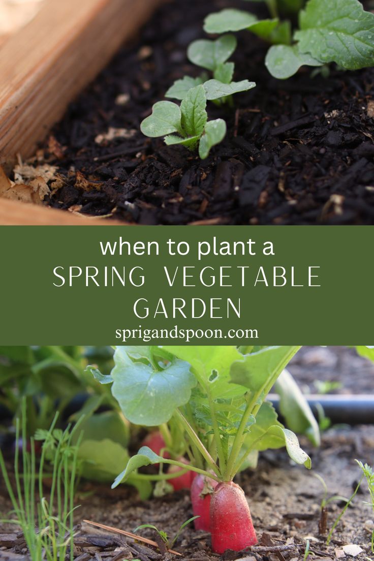 Don't Wait: Maximize Your Spring Garden with Early Planting