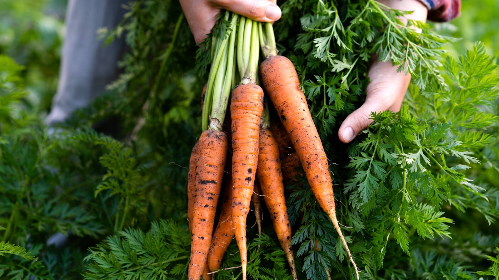 Grow Early: The Ultimate Guide to Planting Spring Vegetables