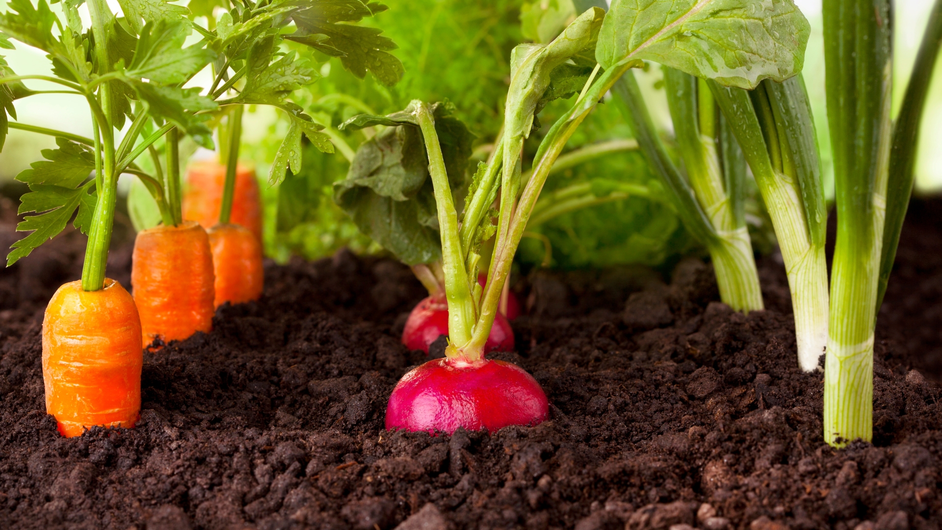 Unlock Early Harvests: Top Spring Vegetables to Plant Now
